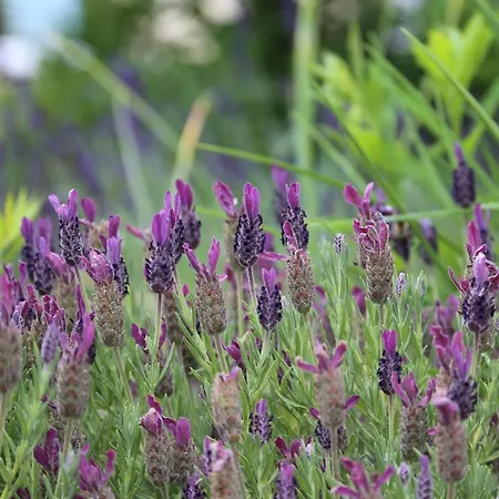 Am Stadtgarten * 西梅尔恩